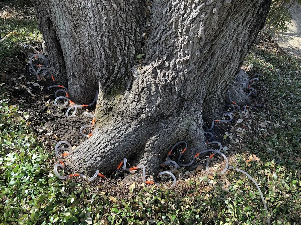 Detailed Tree Cabling and Bracing job site in Gilchrist