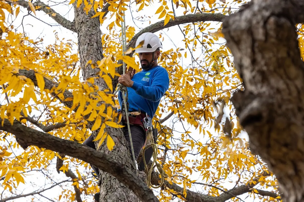 Skilled Tree Pruning crew working in Gilchrist