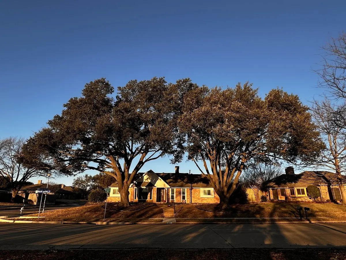 Established residential canopy tree shading a home in Gilchrist